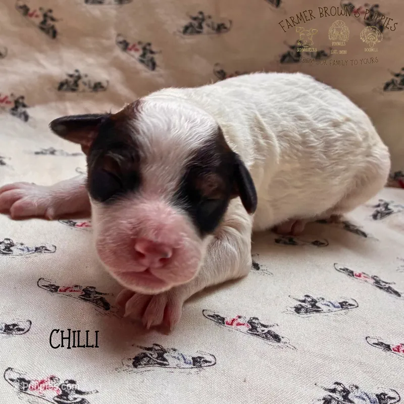 Chilli – Poodle - Miniature , Poodle - Standard  puppy for sale in Sedalia, MO