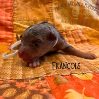 Francois, a male Poodle - Miniature  and Poodle - Standard  for sale in Sedalia, MO – 1 of 3
