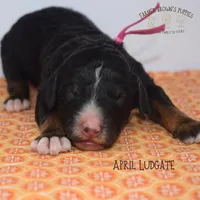 April Ludgate, a female Poodle - Miniature  and Poodle - Standard  for sale in Sedalia, MO – 3 of 3