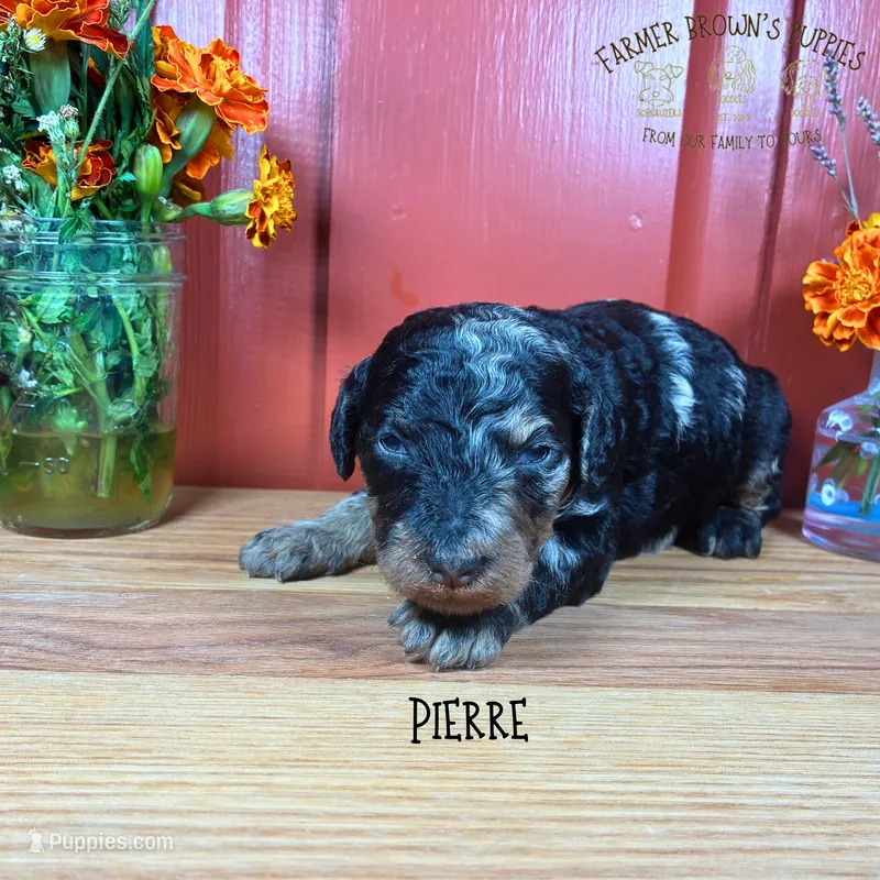 Pierre – Poodle - Miniature , Poodle - Standard  puppy for sale in Sedalia, MO