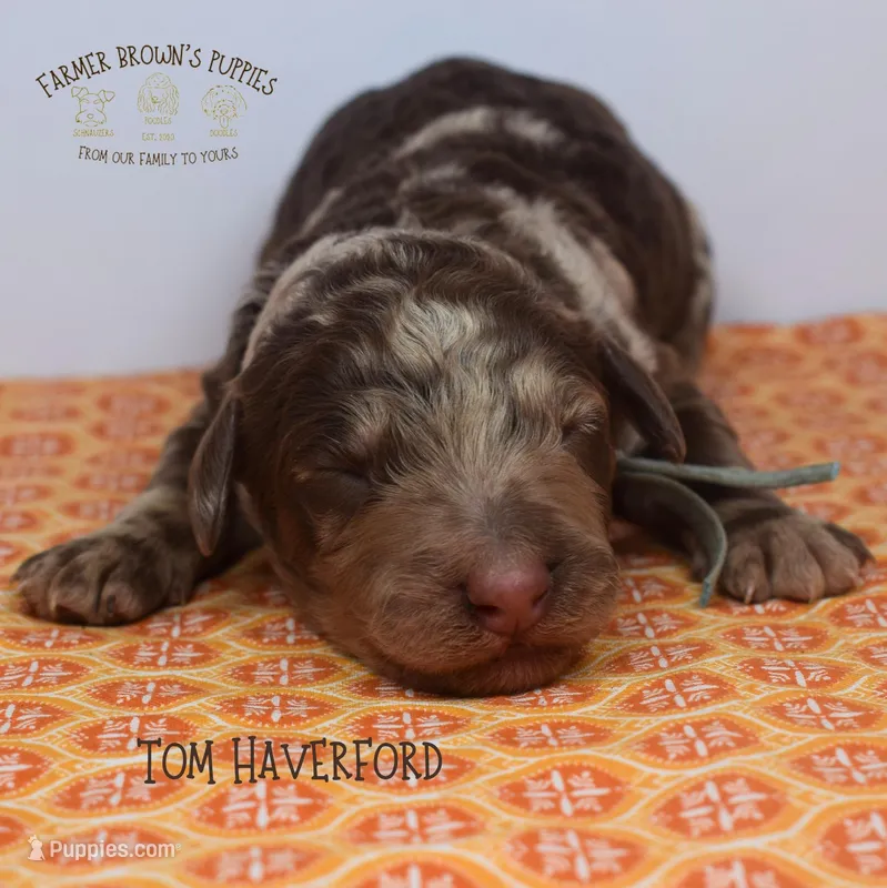 Tom Haverford – Poodle - Miniature , Poodle - Standard  puppy for sale in Sedalia, MO