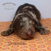 Tom Haverford, a male Poodle - Miniature  and Poodle - Standard  for sale in Sedalia, MO – 2 of 2