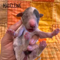 Madeleine, a female Poodle - Miniature  and Poodle - Standard  for sale in Sedalia, MO – 2 of 3