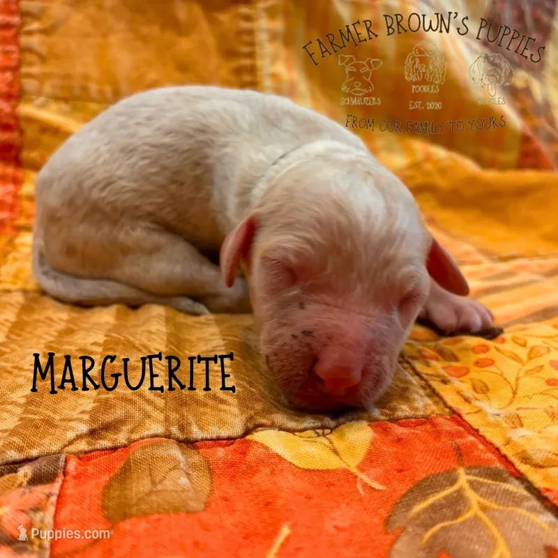 Marguerite – Poodle - Miniature , Poodle - Standard  puppy for sale in Sedalia, MO