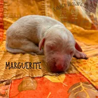 Marguerite, a female Poodle - Miniature  and Poodle - Standard  for sale in Sedalia, MO – 1 of 3