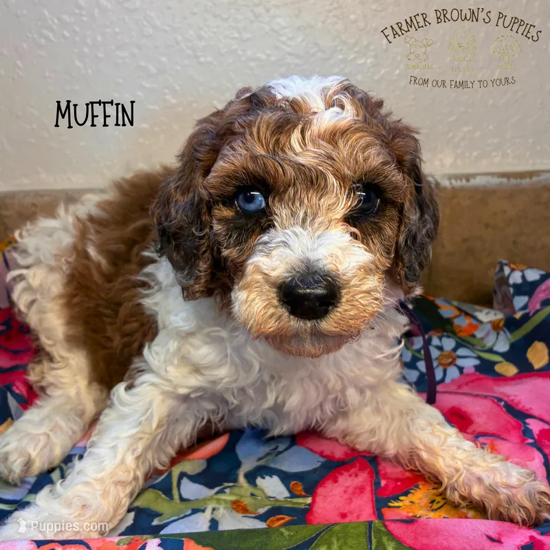 Muffin – Poodle - Miniature , Poodle - Standard  puppy for sale in Sedalia, MO