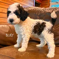 Bluey, a female Poodle - Miniature  and Poodle - Standard  for sale in Sedalia, MO – 1 of 10