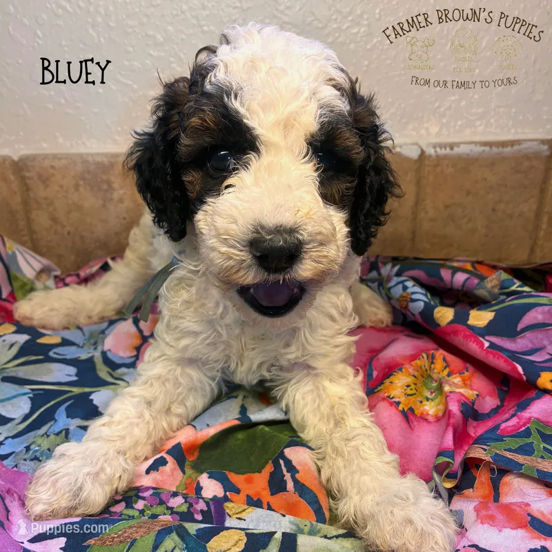 Bluey – Poodle - Miniature , Poodle - Standard  puppy for sale in Sedalia, MO