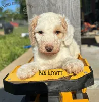 Ben Wyatt, a male Poodle - Miniature  and Poodle - Standard  for sale in Sedalia, MO – 2 of 3