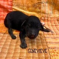 Genevieve, a female Poodle - Miniature  and Poodle - Standard  for sale in Sedalia, MO – 1 of 3