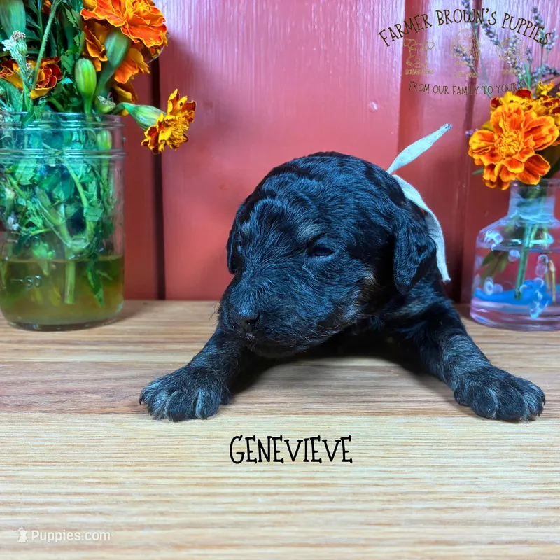 Genevieve – Poodle - Miniature , Poodle - Standard  puppy for sale in Sedalia, MO