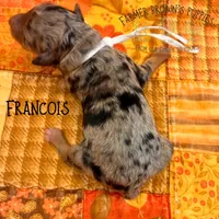 Francois, a male Poodle - Miniature  and Poodle - Standard  for sale in Sedalia, MO – 3 of 3