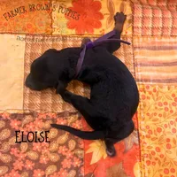 Eloise, a female Poodle - Miniature  and Poodle - Standard  for sale in Sedalia, MO – 3 of 3