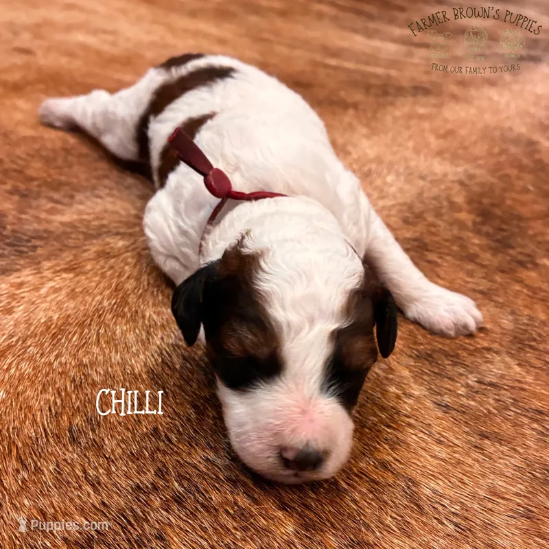 Chilli – Poodle - Miniature , Poodle - Standard  puppy for sale in Sedalia, MO