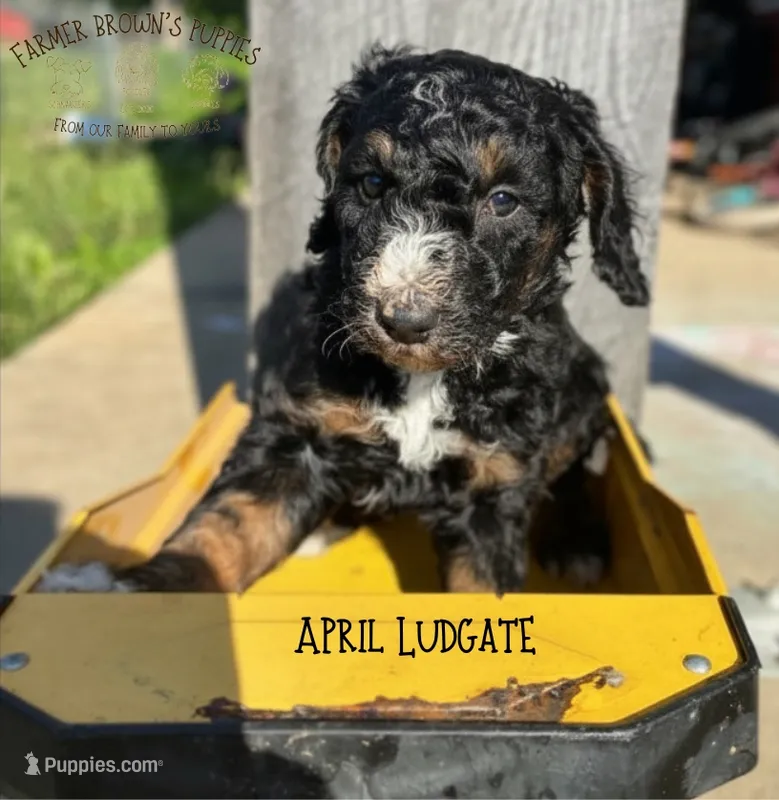 April Ludgate – Poodle - Miniature , Poodle - Standard  puppy for sale in Sedalia, MO