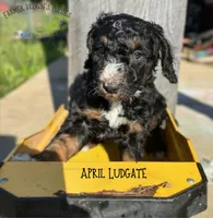 April Ludgate, a female Poodle - Miniature  and Poodle - Standard  for sale in Sedalia, MO – 2 of 3