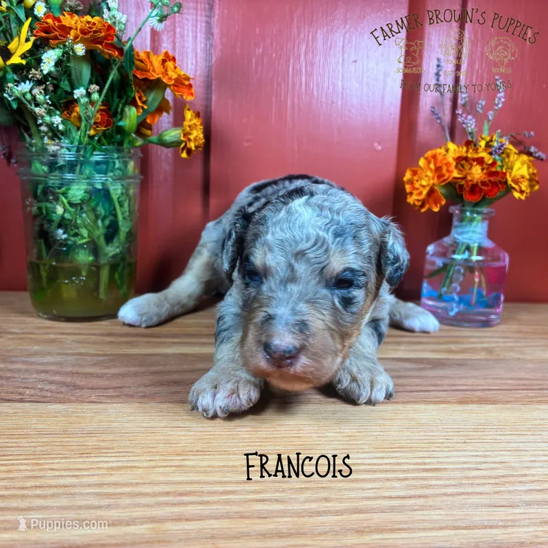 Francois – Poodle - Miniature , Poodle - Standard  puppy for sale in Sedalia, MO