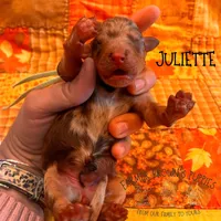 Juliette, a female Poodle - Miniature  and Poodle - Standard  for sale in Sedalia, MO – 2 of 3
