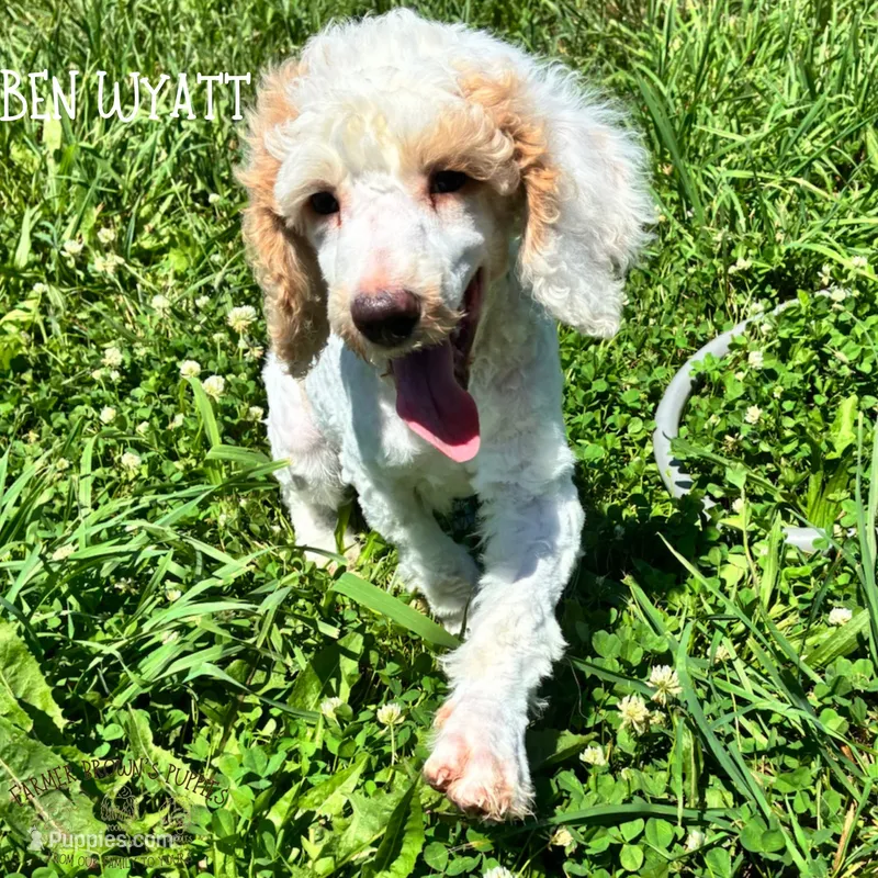 Ben Wyatt – Poodle - Miniature , Poodle - Standard  puppy for sale in Sedalia, MO