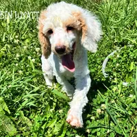 Ben Wyatt, a male Poodle - Miniature  and Poodle - Standard  for sale in Sedalia, MO – 1 of 5