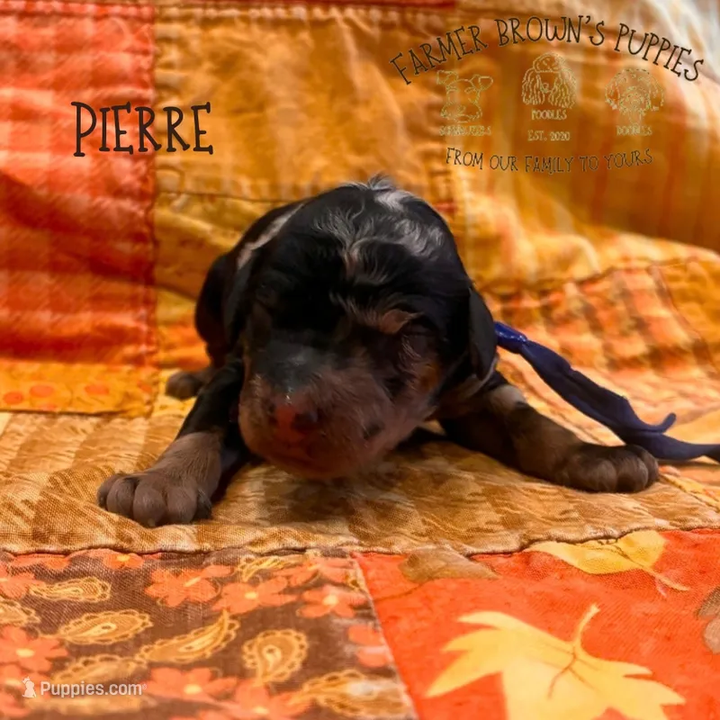 Pierre – Poodle - Miniature , Poodle - Standard  puppy for sale in Sedalia, MO