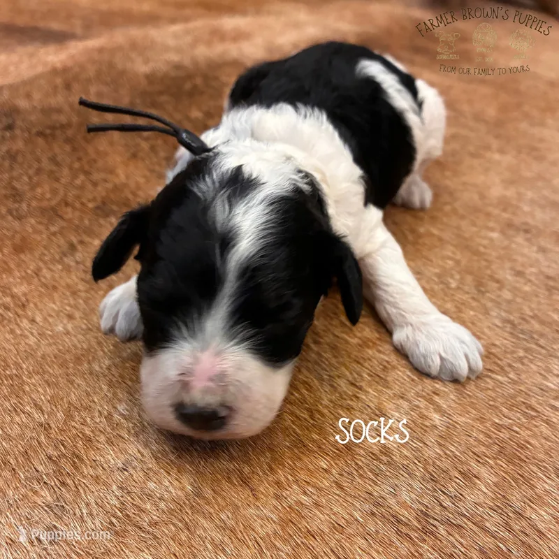 Socks – Poodle - Miniature , Poodle - Standard  puppy for sale in Sedalia, MO