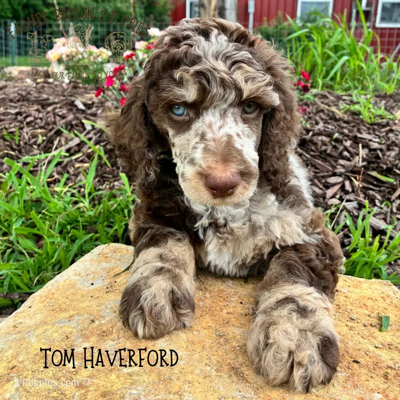 Tom Haverford – Poodle - Miniature , Poodle - Standard  puppy for sale in Sedalia, MO