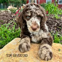 Tom Haverford, a male Poodle - Miniature  and Poodle - Standard  for sale in Sedalia, MO – 1 of 4