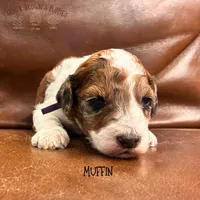 Muffin, a female Poodle - Miniature  and Poodle - Standard  for sale in Sedalia, MO – 3 of 8