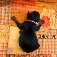 Genevieve, a female Poodle - Miniature  and Poodle - Standard  for sale in Sedalia, MO – 3 of 3