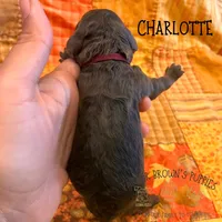 Charlotte, a female Poodle - Miniature  and Poodle - Standard  for sale in Sedalia, MO – 3 of 3
