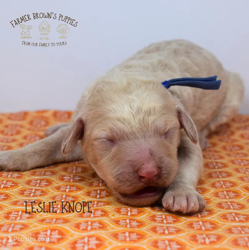 Leslie Knope – Poodle - Miniature , Poodle - Standard  puppy for sale in Sedalia, MO