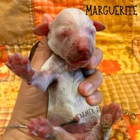 Marguerite, a female Poodle - Miniature  and Poodle - Standard  for sale in Sedalia, MO – 2 of 3