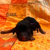 Eloise, a female Poodle - Miniature  and Poodle - Standard  for sale in Sedalia, MO – 1 of 3