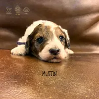 Muffin, a female Poodle - Miniature  and Poodle - Standard  for sale in Sedalia, MO – 8 of 8