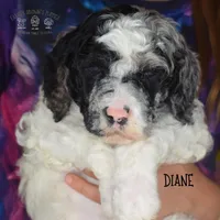 Diane, a female Poodle - Miniature  and Poodle - Standard  for sale in Sedalia, MO – Photo 3 of 7