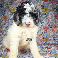 Diane, a female Poodle - Miniature  and Poodle - Standard  for sale in Sedalia, MO – Photo 2 of 7