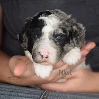 Diane, a female Poodle - Miniature  and Poodle - Standard  for sale in Sedalia, MO – Photo 5 of 7