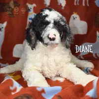 Diane, a female Poodle - Miniature  and Poodle - Standard  for sale in Sedalia, MO – Photo 1 of 7