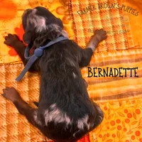Bernadette, a female Poodle - Miniature  and Poodle - Standard  for sale in Sedalia, MO – 3 of 3