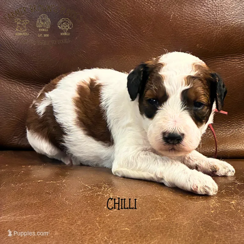 Chilli – Poodle - Miniature , Poodle - Standard  puppy for sale in Sedalia, MO