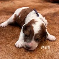Muffin, a female Poodle - Miniature  and Poodle - Standard  for sale in Sedalia, MO – 6 of 8