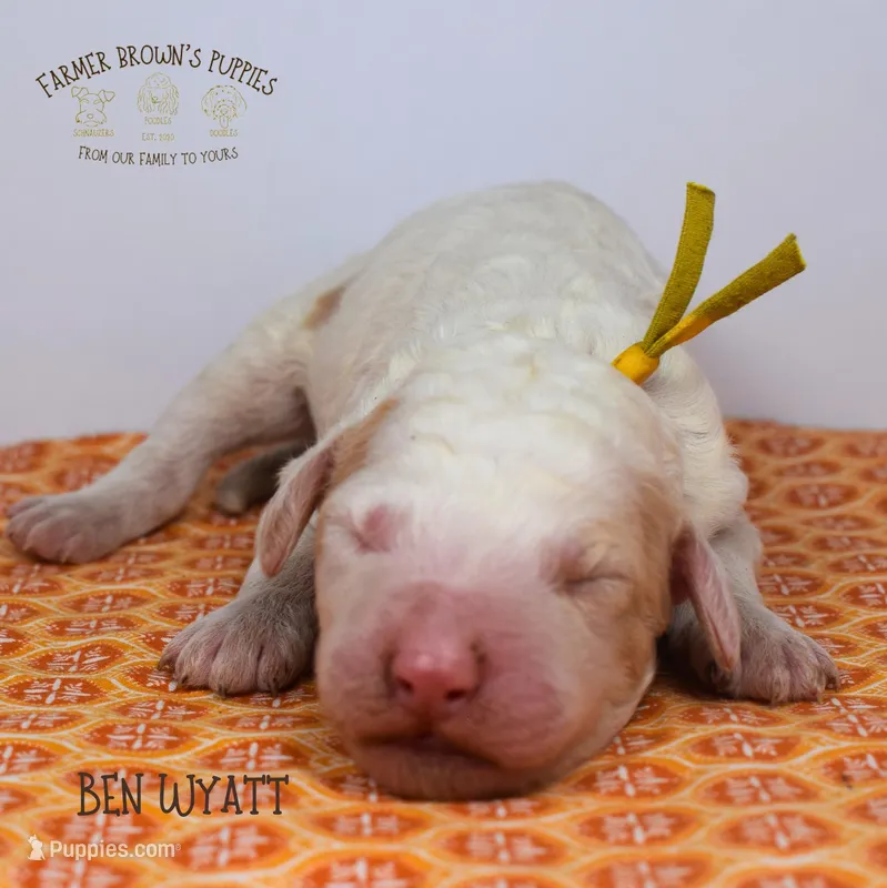 Ben Wyatt – Poodle - Miniature , Poodle - Standard  puppy for sale in Sedalia, MO