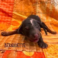 Bernadette, a female Poodle - Miniature  and Poodle - Standard  for sale in Sedalia, MO – 1 of 3