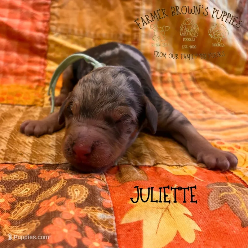 Juliette – Poodle - Miniature , Poodle - Standard  puppy for sale in Sedalia, MO