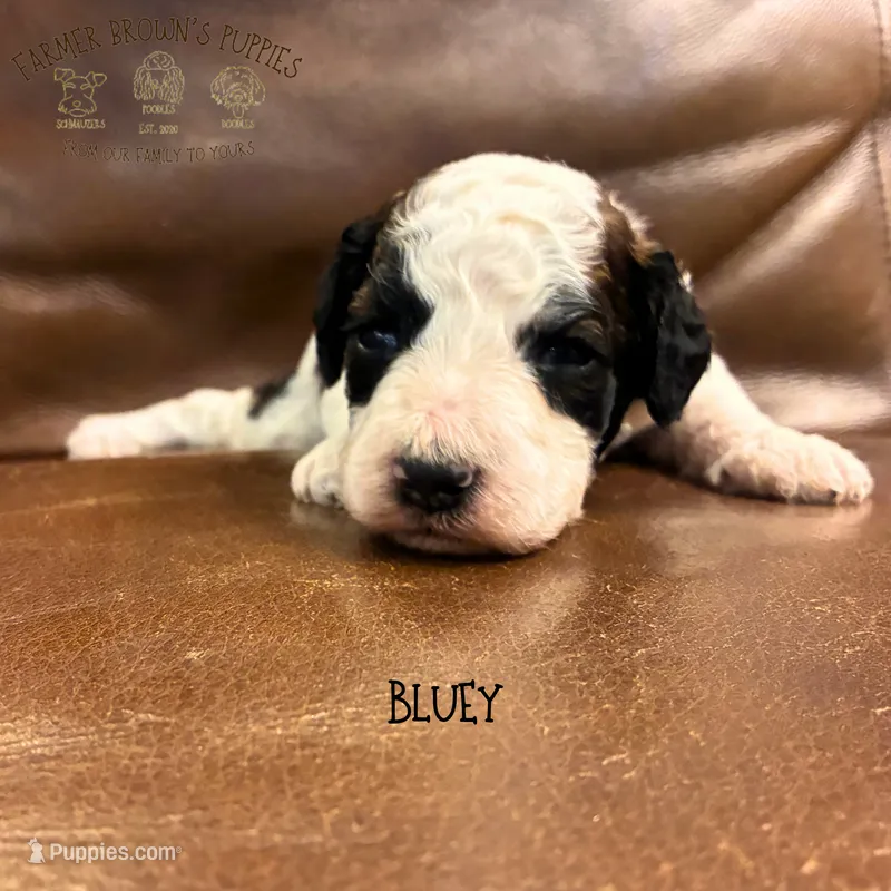 Bluey – Poodle - Miniature , Poodle - Standard  puppy for sale in Sedalia, MO