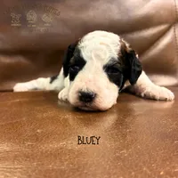 Bluey, a female Poodle - Miniature  and Poodle - Standard  for sale in Sedalia, MO – 5 of 10