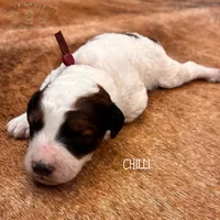 Chilli, a female Poodle - Miniature  and Poodle - Standard  for sale in Sedalia, MO – 5 of 7