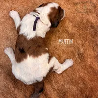 Muffin, a female Poodle - Miniature  and Poodle - Standard  for sale in Sedalia, MO – 7 of 8