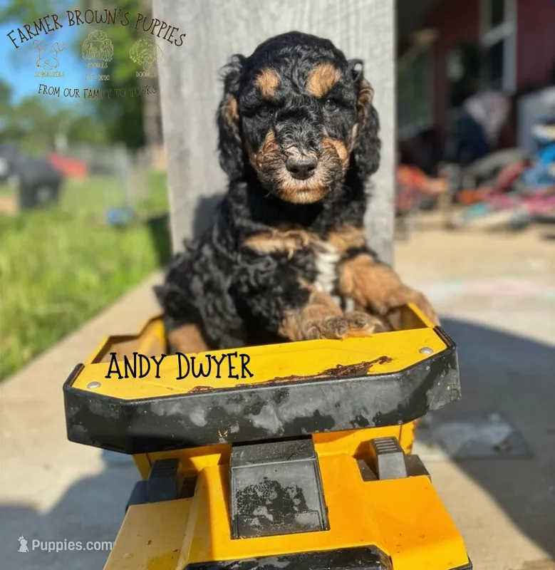Andy Dwyer – Poodle - Miniature , Poodle - Standard  puppy for sale in Sedalia, MO